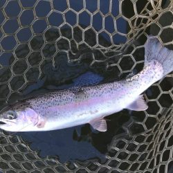 釣り初め！ 大安トラウトレイク